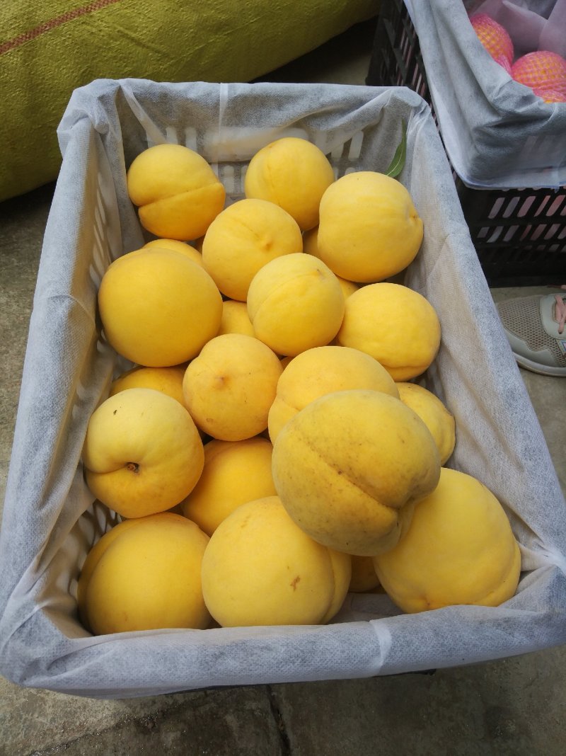 预售！黄金蜜黄桃9月中旬上市，需要的关注
