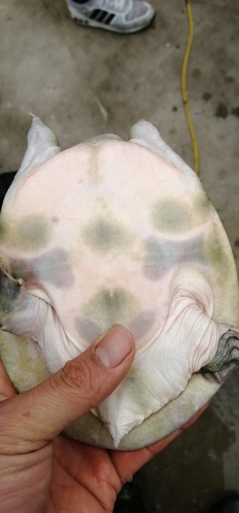 纯生态甲鱼苗，3到8两大量有货