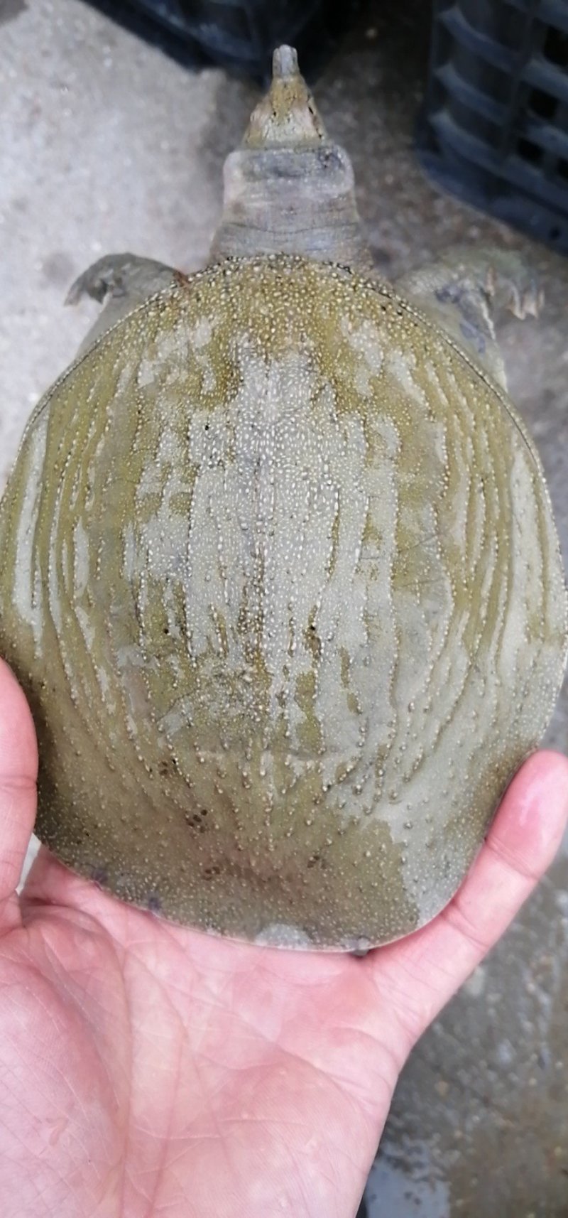 纯生态甲鱼苗，3到8两大量有货