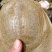 纯生态甲鱼苗，3到8两大量有货