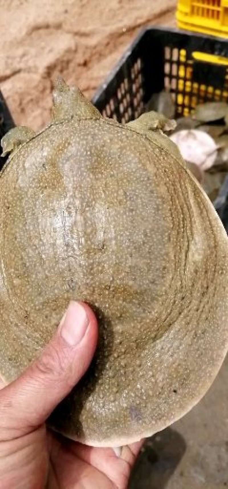 纯生态甲鱼苗，3到8两大量有货