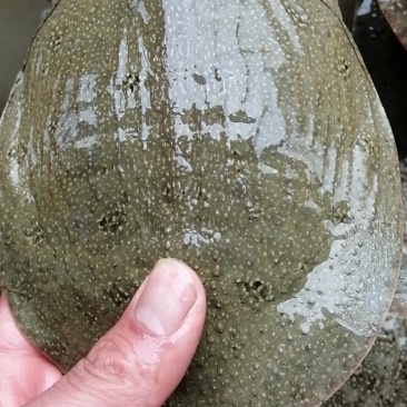 纯生态甲鱼苗，3到8两大量有货