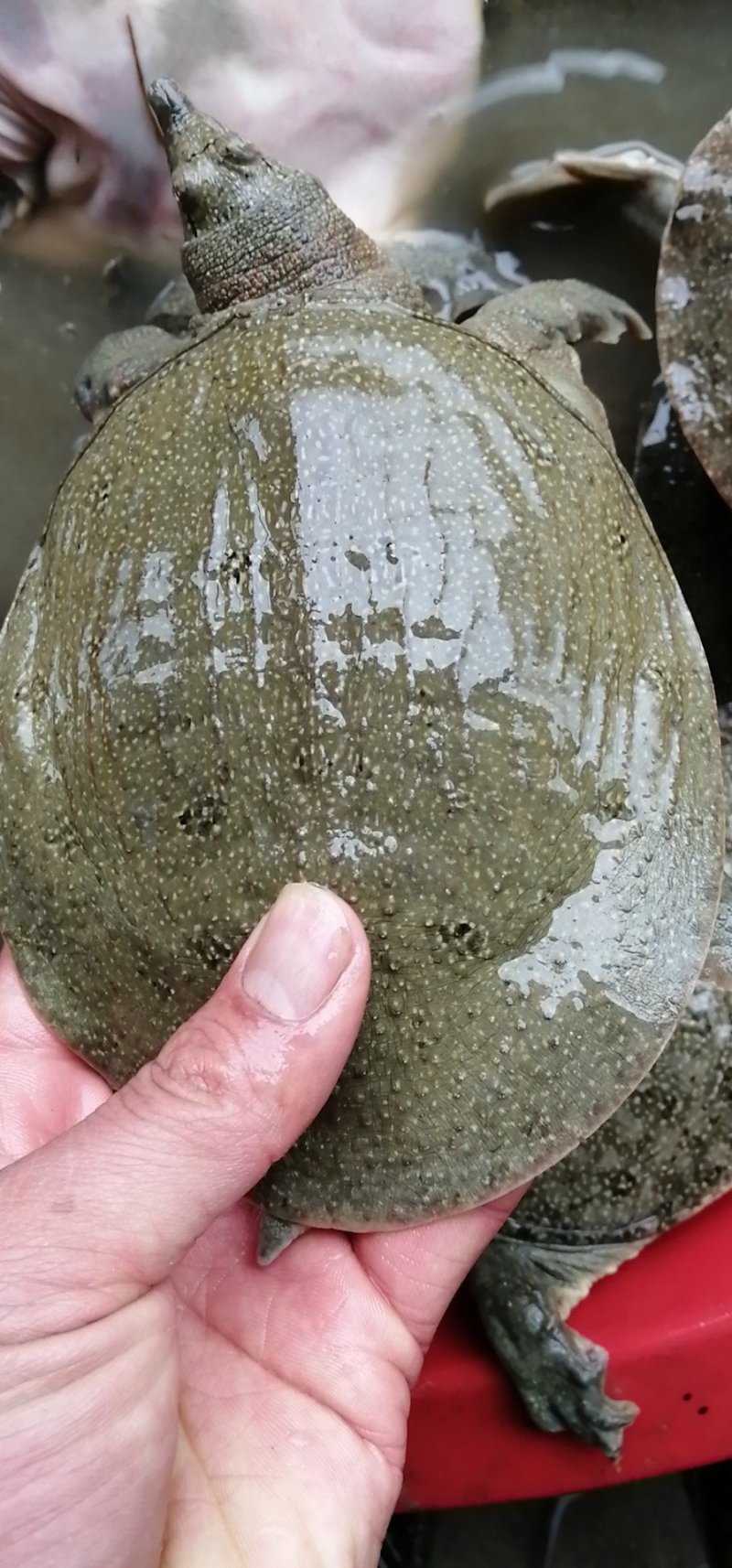 纯生态甲鱼苗，3到8两大量有货