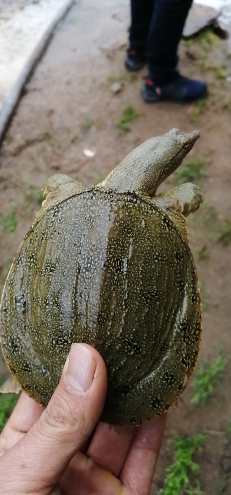 纯生态甲鱼苗，3到8两大量有货