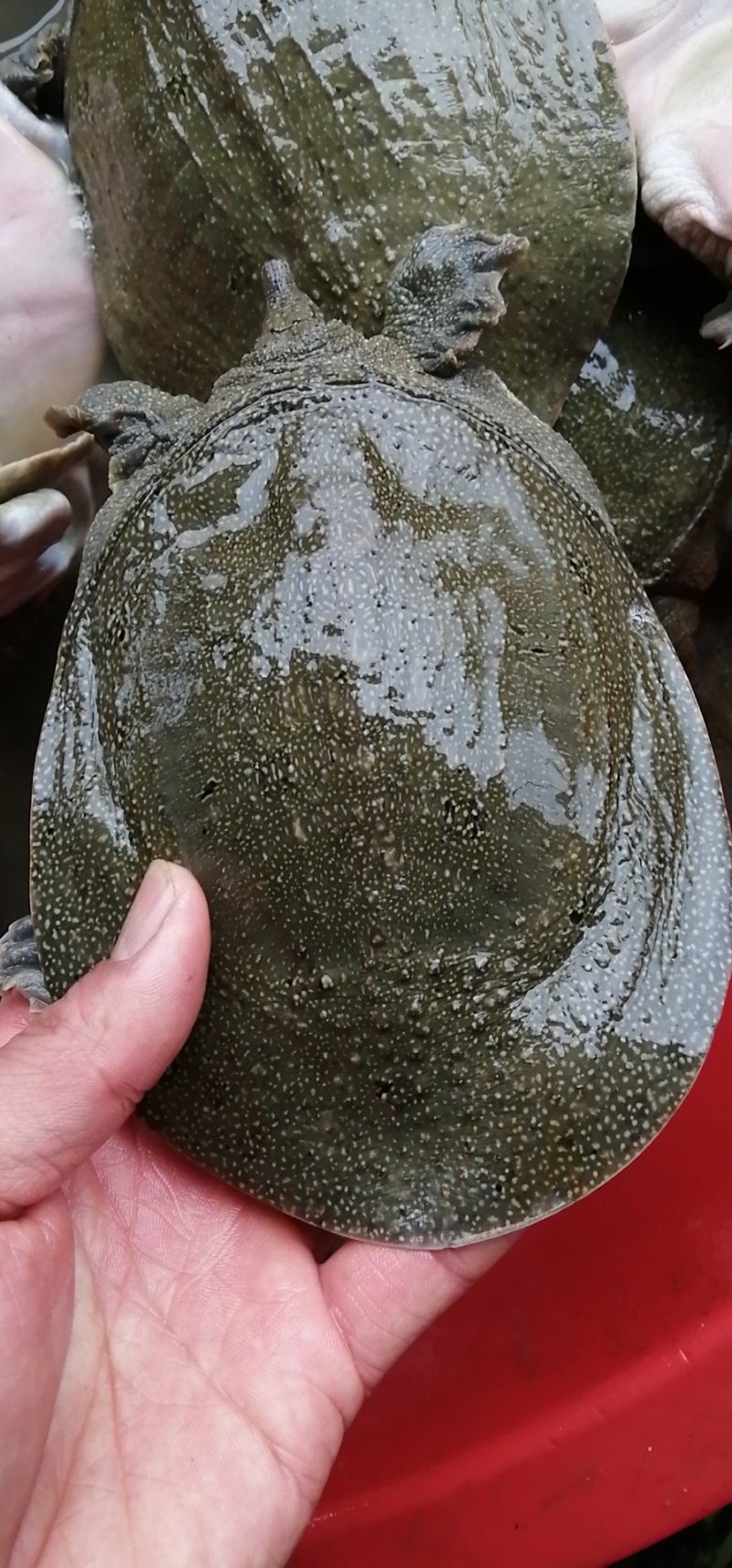 纯生态甲鱼苗，3到8两大量有货