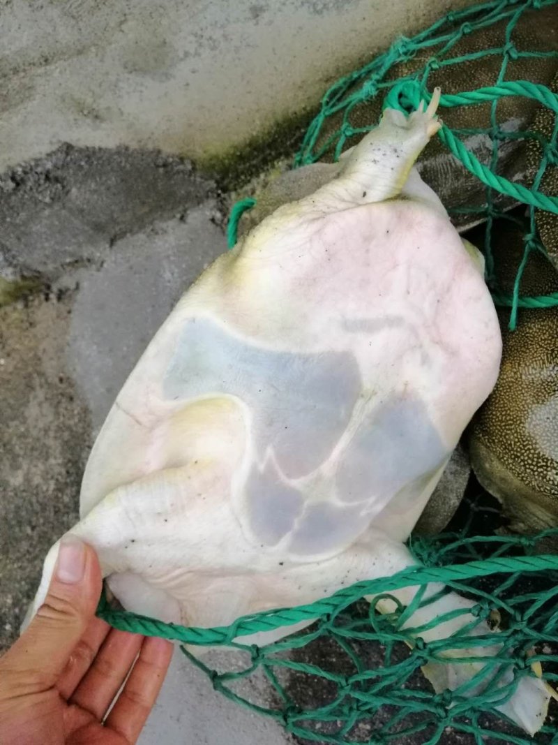 生态老甲鱼，绝对老甲鱼，懂货的人，你们知道的