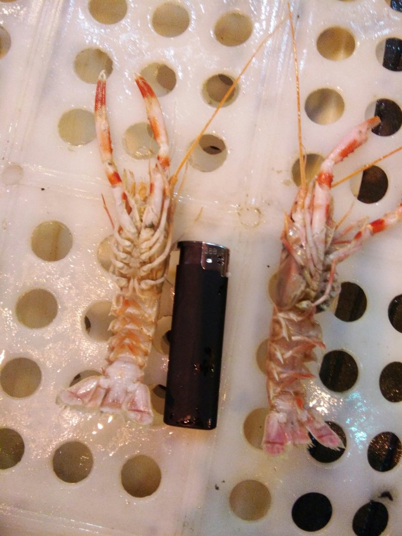 海龙虾