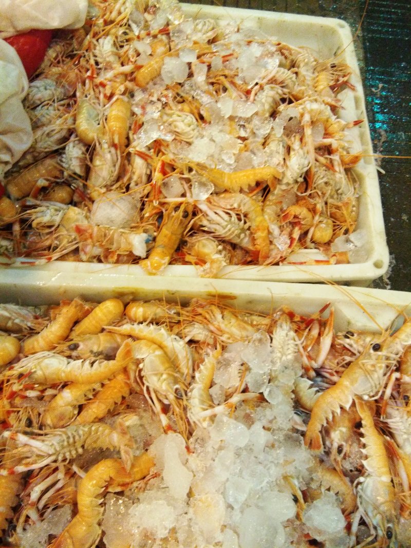 海龙虾