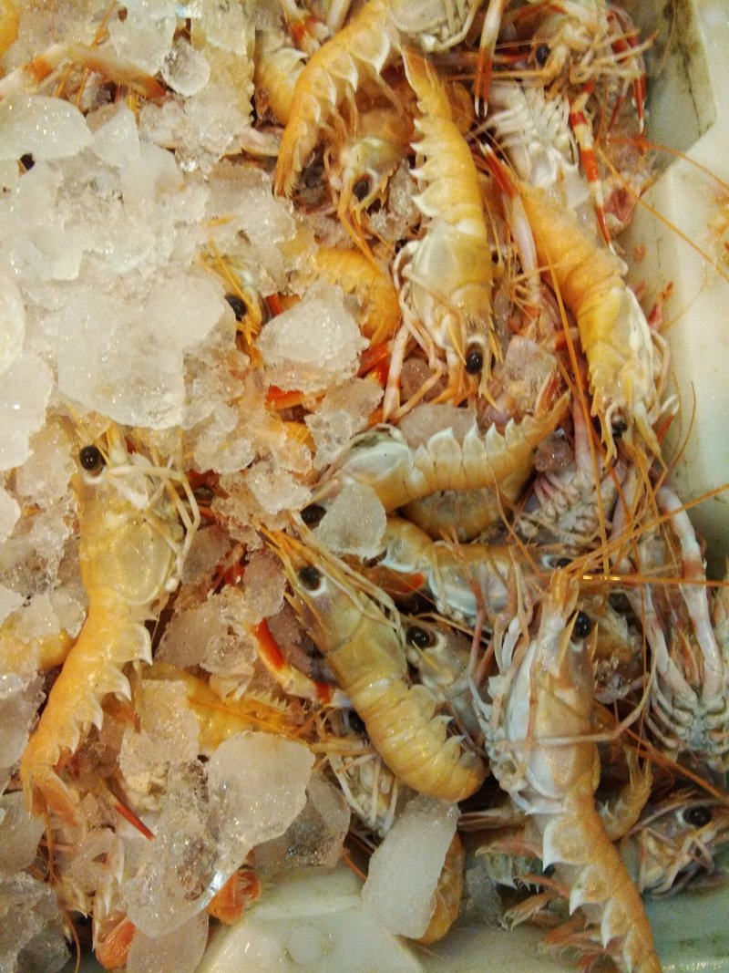 海龙虾