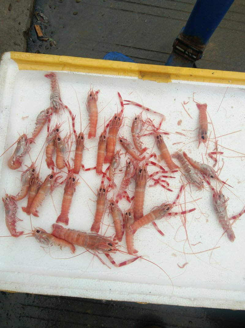 海龙虾