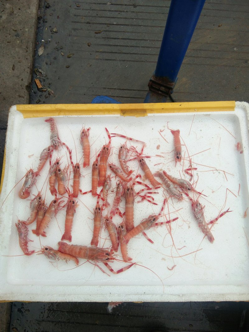 海龙虾