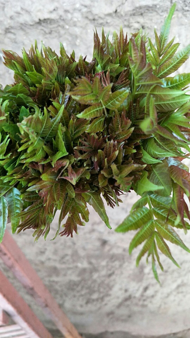 香椿