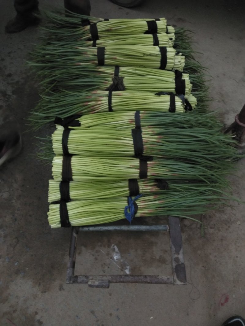 杞县优质新鲜红帽蒜苔大量上市，货源充足，规格齐全