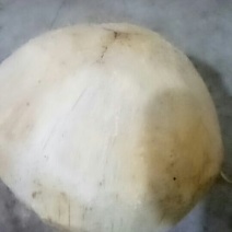 椰子毛椰