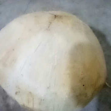 椰子毛椰