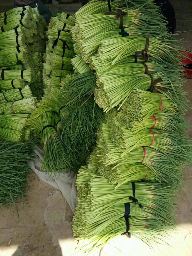杞县优质新鲜红帽蒜苔大量上市，货源充足，规格齐全