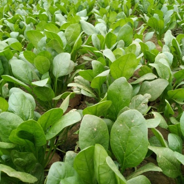 大棚菠菜，马上出菜