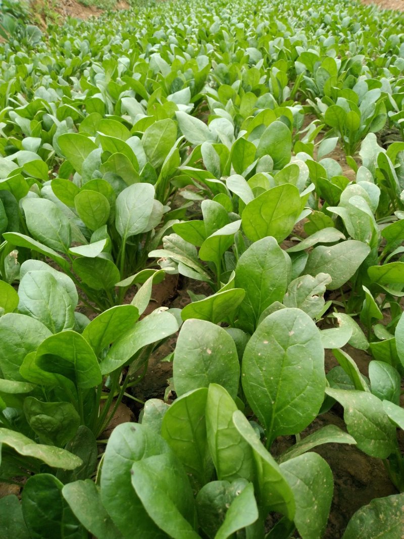大棚菠菜，马上出菜