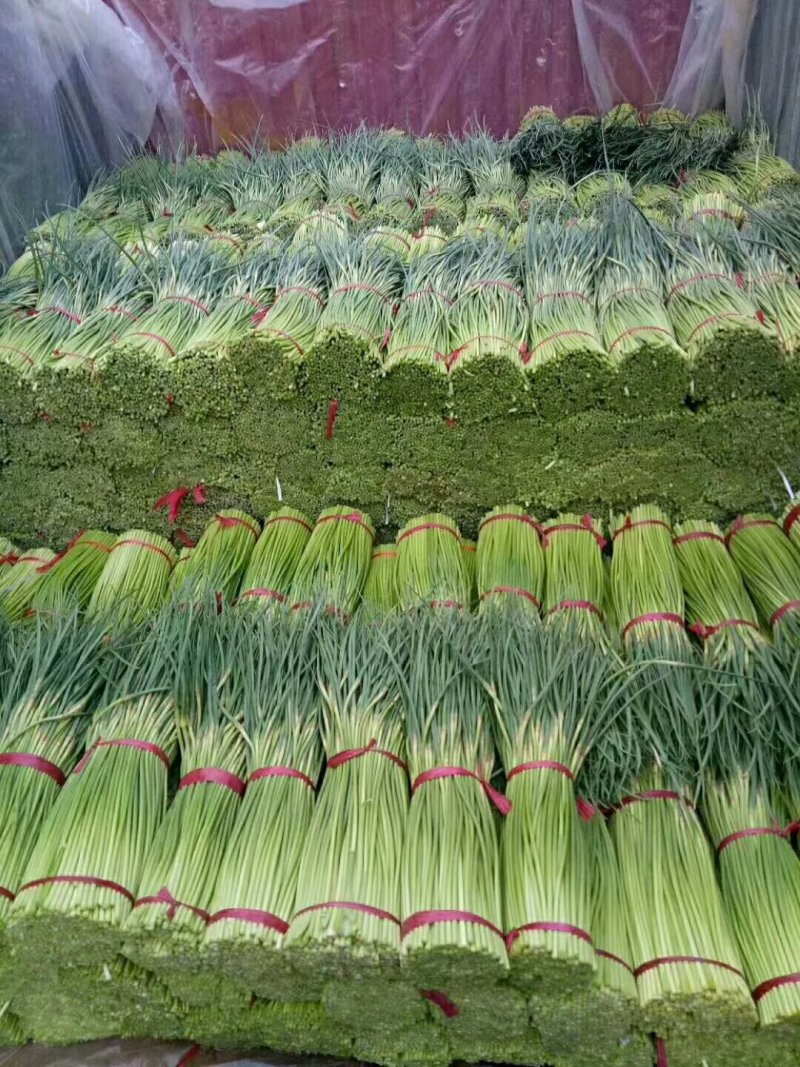 河南蒜苔红帽白帽蒜薹抽条好提供打包打捆服务冷库货耐运输储存