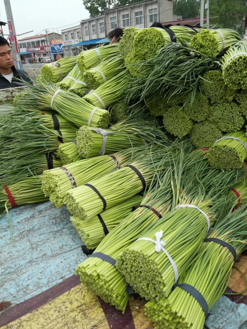 河南蒜苔红帽白帽蒜薹抽条好提供打包打捆服务冷库货耐运输储存