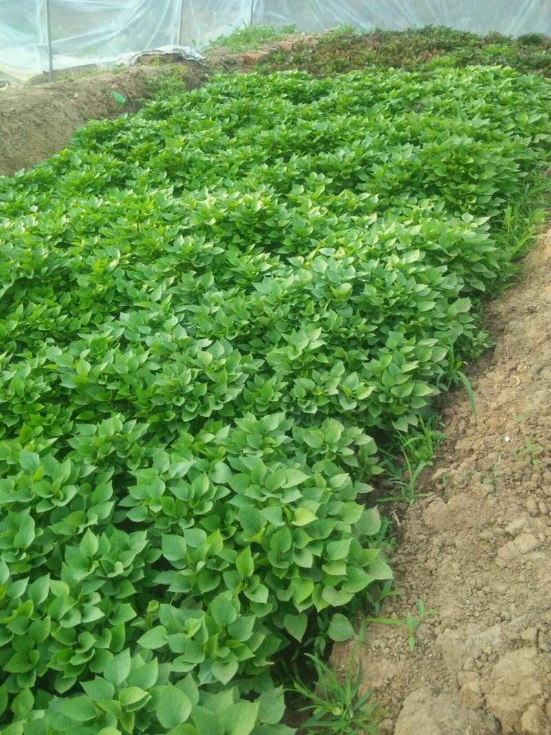 龙薯九，西瓜红上市了，