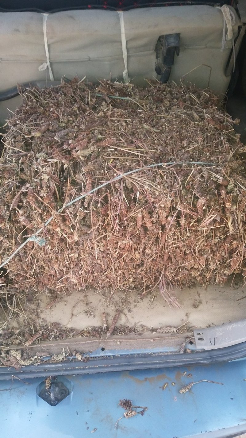 夏枯草