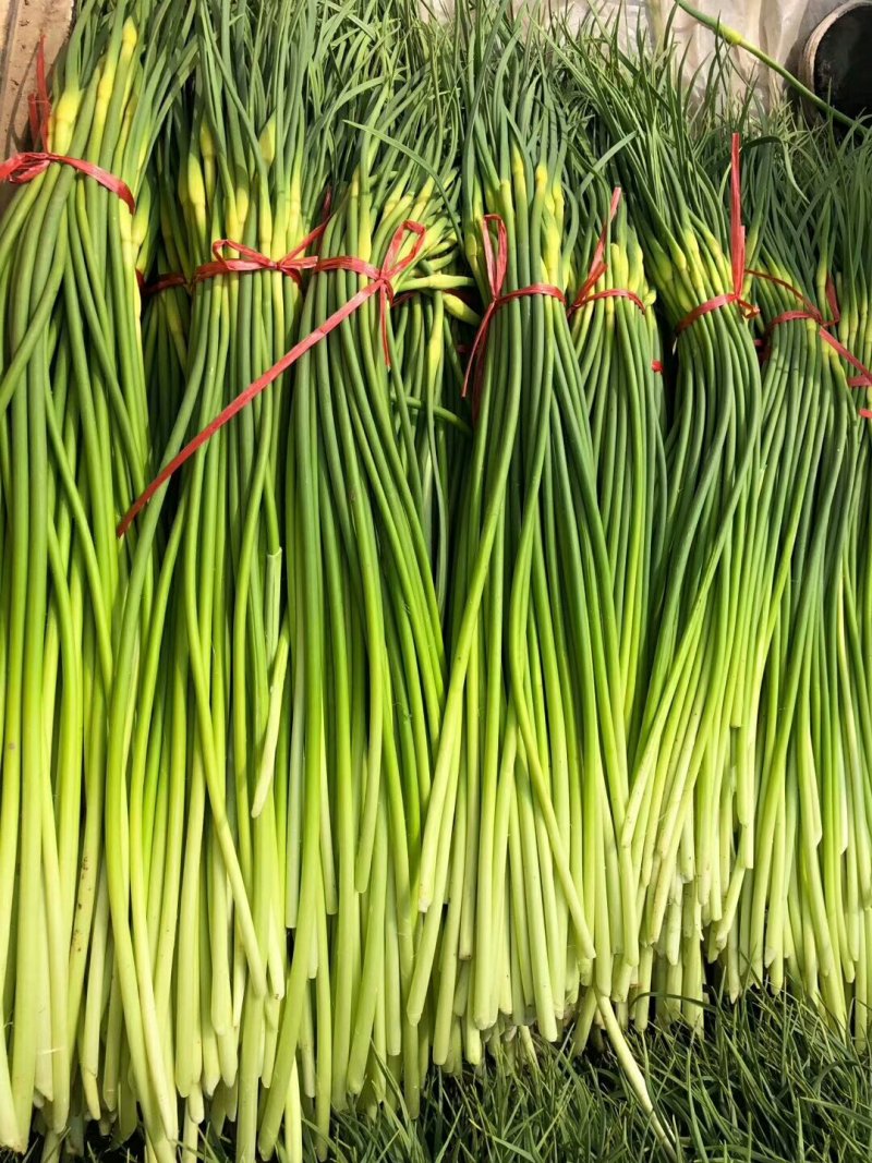 白帽蒜薹