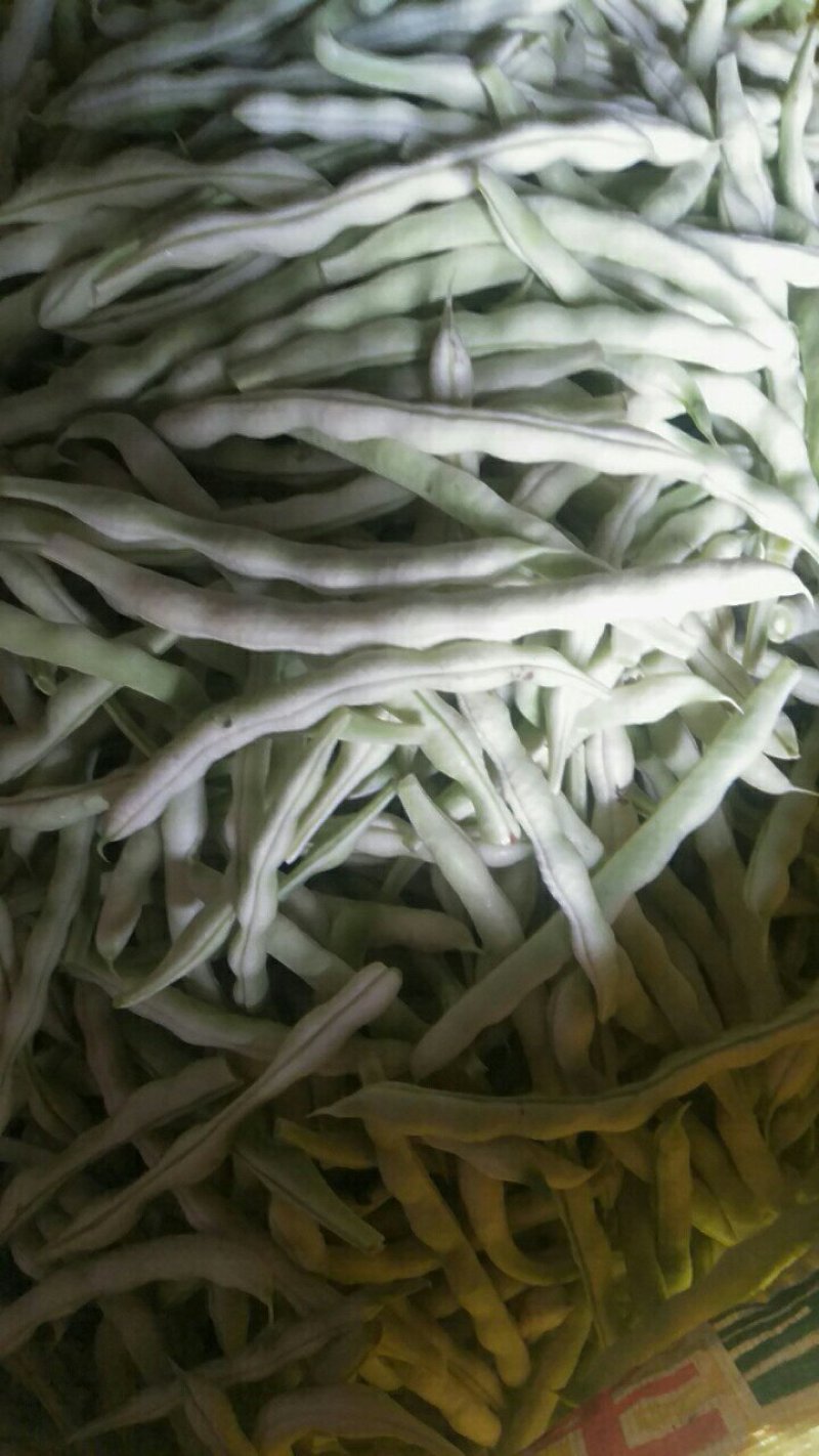 芸豆七粒白不老芸豆，大量上市