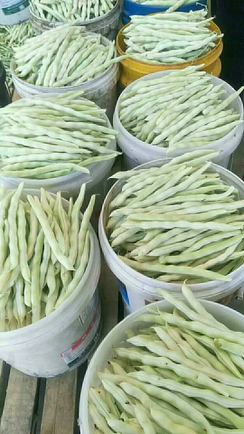 芸豆七粒白不老芸豆，大量上市