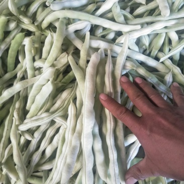 芸豆七粒白不老芸豆，大量上市