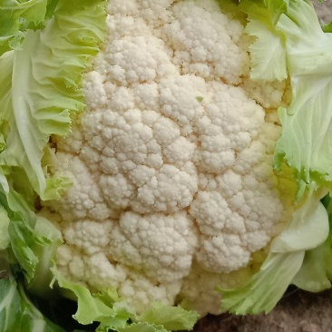实心白花菜