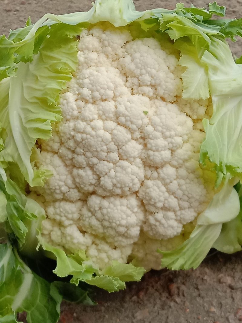 实心白花菜