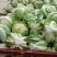 实心白花菜