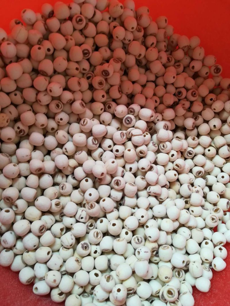 莲子产地直供保证质量价格可谈
