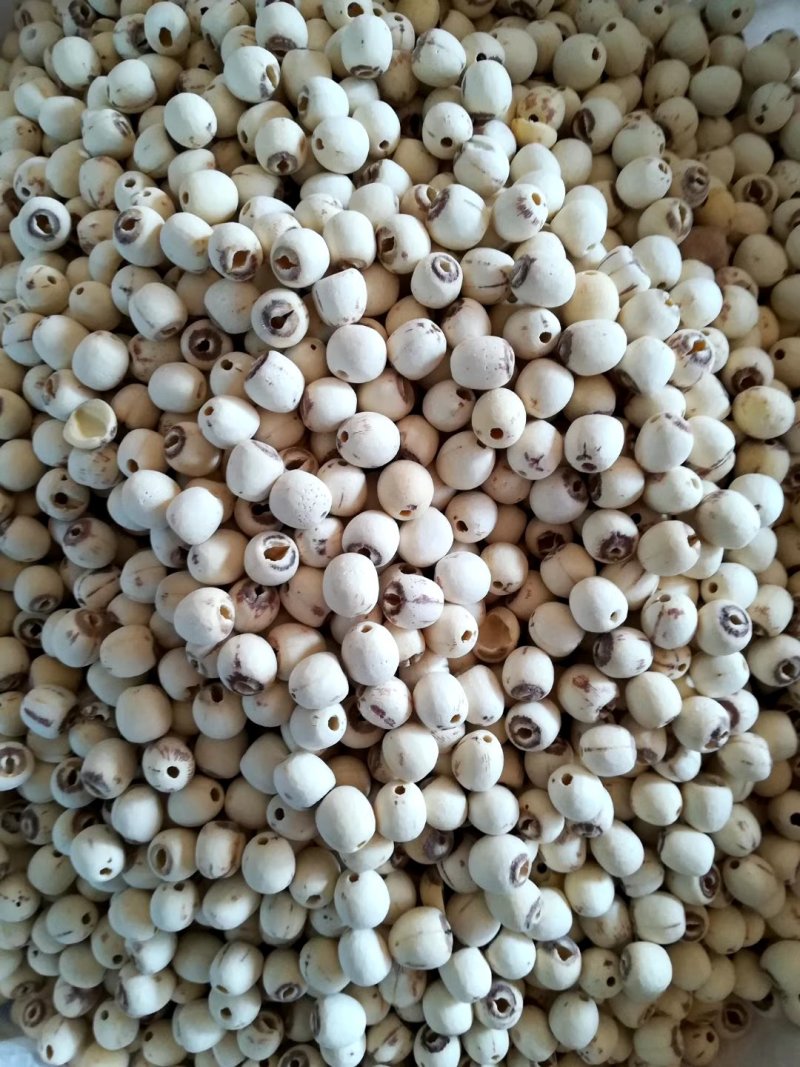 莲子产地直供保证质量价格可谈