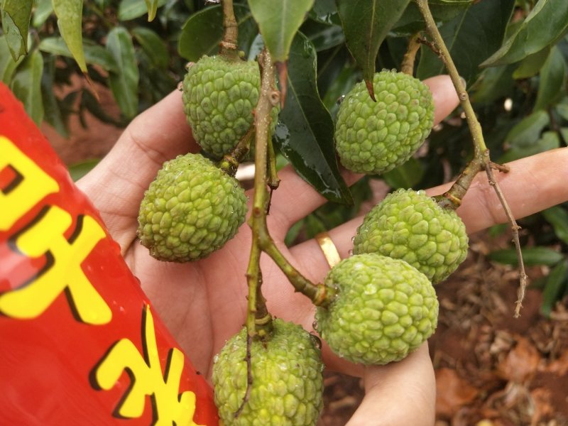 荔枝白糖婴