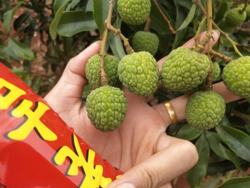 荔枝白糖婴