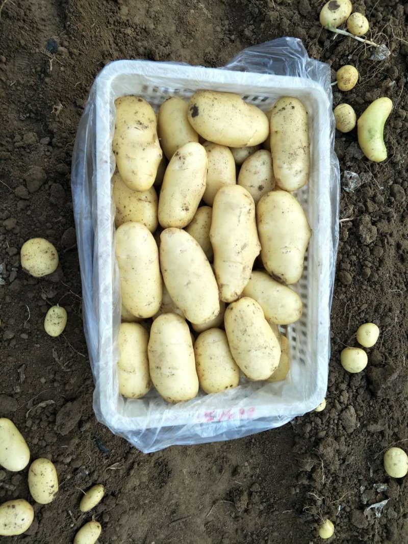 2023年新土豆山东肥城三模，荷兰十五土豆装箱，装袋