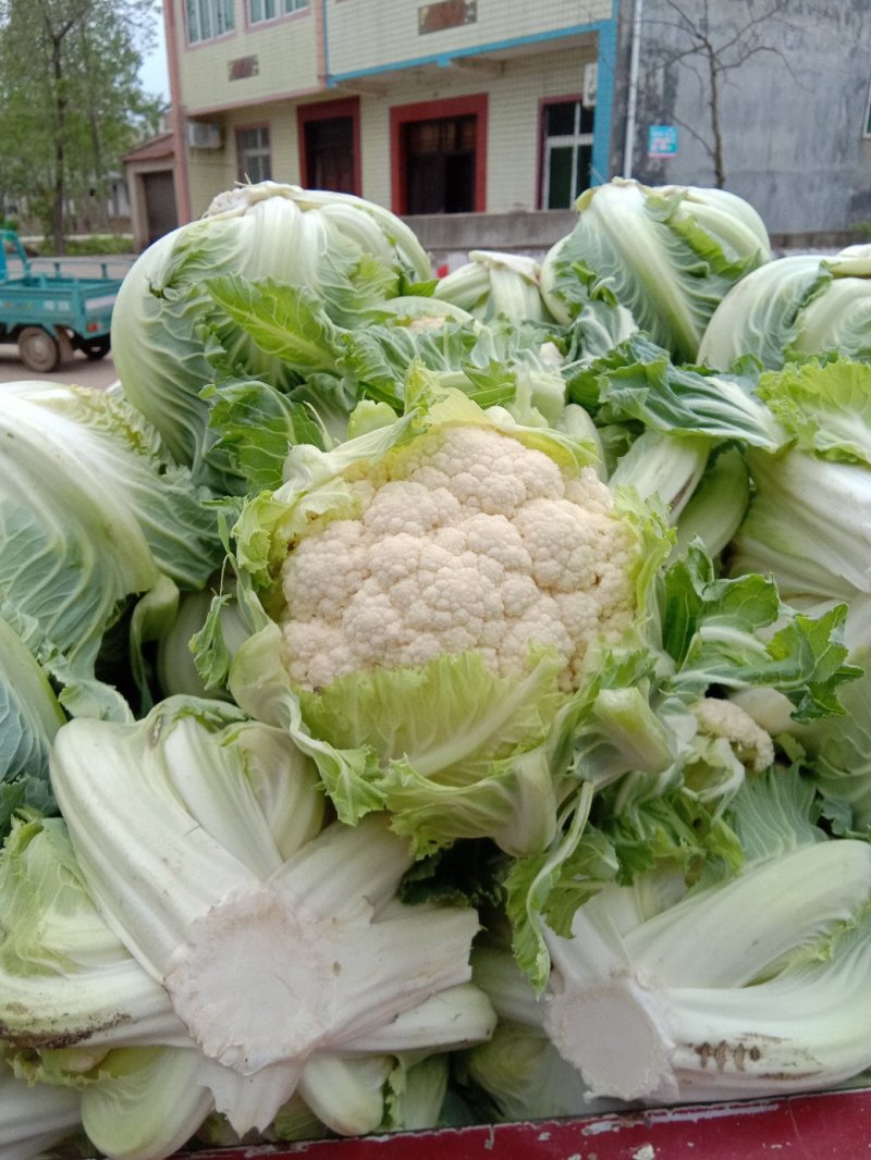 白花菜