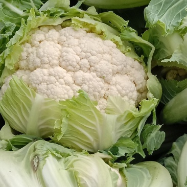 白花菜
