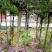 4公分樱花树