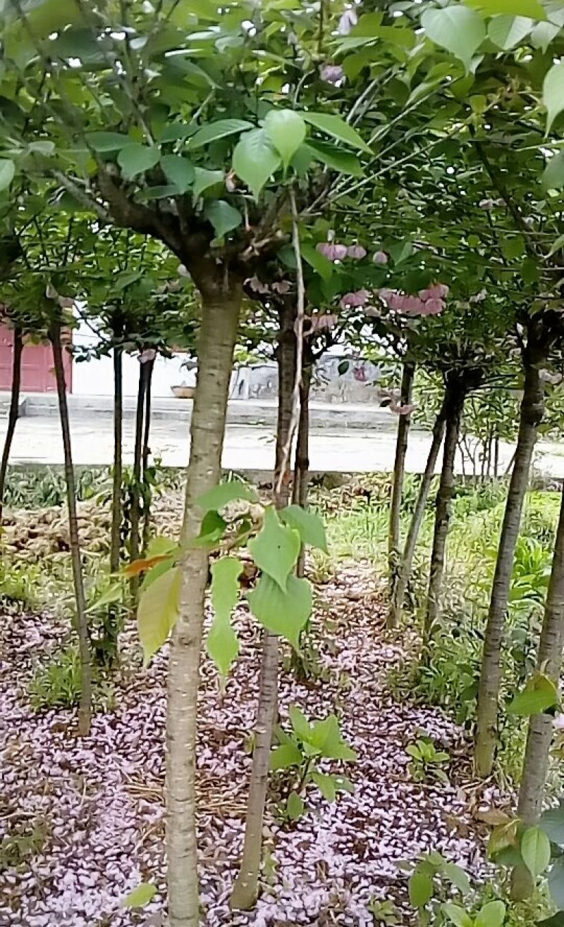 4公分樱花树