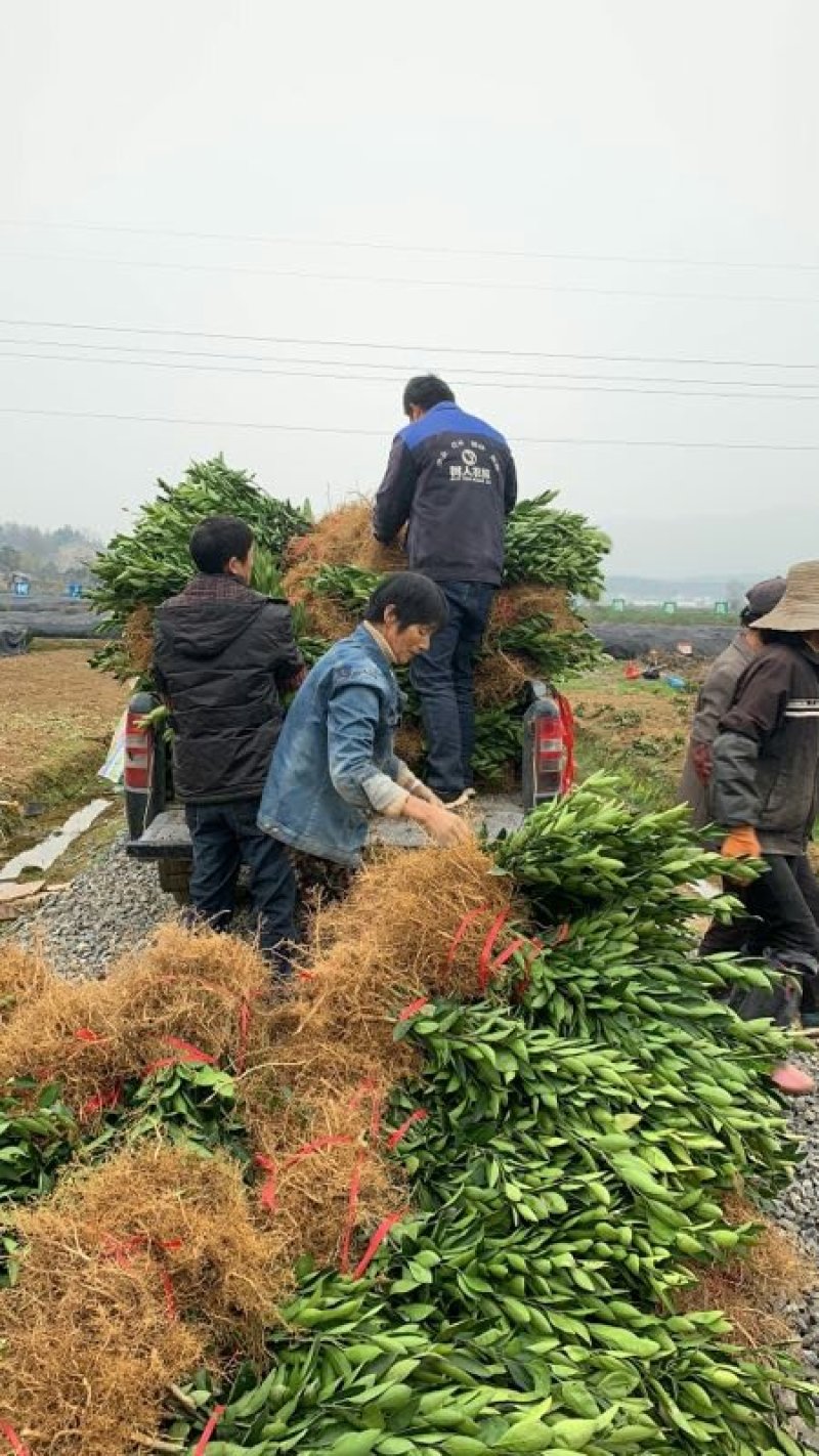 园丰脐橙苗/树人农林基地直发/纯度品质保障签订合同