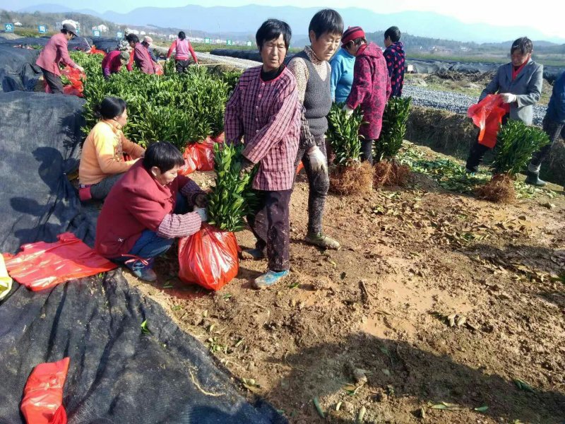 园丰脐橙苗/树人农林基地直发/纯度品质保障签订合同
