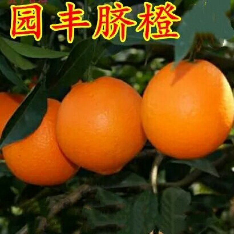 园丰脐橙苗/树人农林基地直发/纯度品质保障签订合同