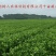 园丰脐橙苗/树人农林基地直发/纯度品质保障签订合同