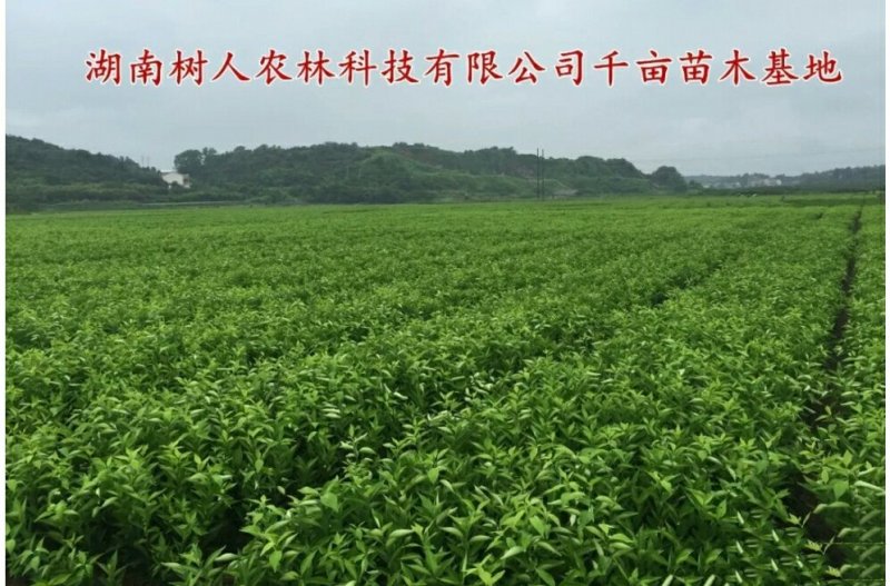 园丰脐橙苗/树人农林基地直发/纯度品质保障签订合同