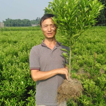 爱媛春见明日见大苗三公分左右