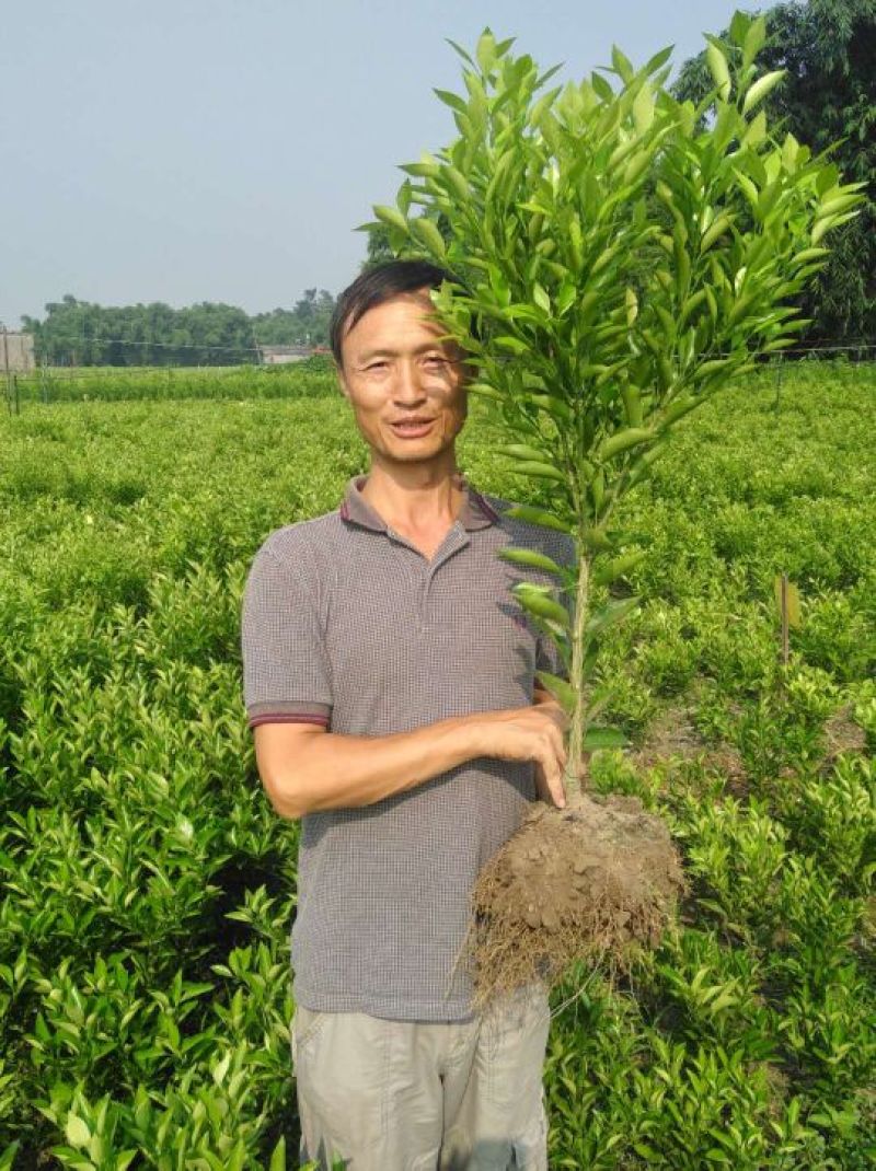 爱媛春见明日见大苗三公分左右