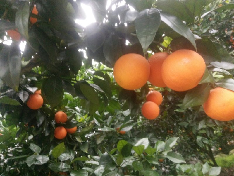 夏橙，桂林石山橙子，大个桂夏1号，产地直销橙子，弗罗斯特